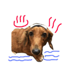 犬のほんわかスタンプ2（個別スタンプ：27）