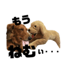 犬のほんわかスタンプ2（個別スタンプ：29）