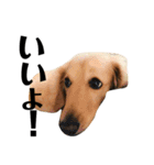 犬のほんわかスタンプ2（個別スタンプ：31）