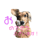 犬のほんわかスタンプ2（個別スタンプ：32）
