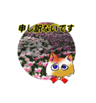 花猫-日常の挨拶（個別スタンプ：7）
