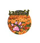 花猫-日常の挨拶（個別スタンプ：9）