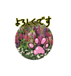 花猫-日常の挨拶（個別スタンプ：10）