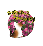 花猫-日常の挨拶（個別スタンプ：13）