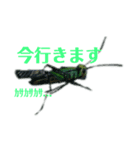 無視出来ない虫達(手書き)（個別スタンプ：7）