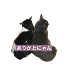 たろしらすたんぷ1（個別スタンプ：1）