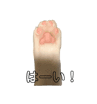 たろしらすたんぷ1（個別スタンプ：4）