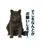 たろしらすたんぷ1（個別スタンプ：7）