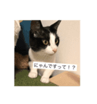 たろしらすたんぷ1（個別スタンプ：12）