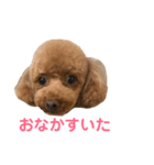 プードル始めました（個別スタンプ：2）