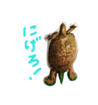 ぼくカメキチ（個別スタンプ：1）