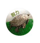 ぼくカメキチ（個別スタンプ：3）