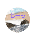 ぼくカメキチ（個別スタンプ：6）