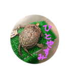 ぼくカメキチ（個別スタンプ：10）