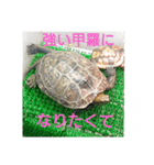 ぼくカメキチ（個別スタンプ：12）