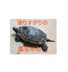 ぼくカメキチ（個別スタンプ：13）