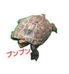 ぼくカメキチ（個別スタンプ：17）