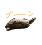 ぼくカメキチ（個別スタンプ：25）