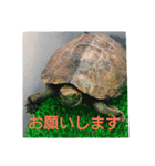 ぼくカメキチ（個別スタンプ：32）