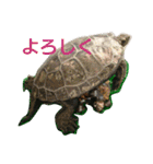ぼくカメキチ（個別スタンプ：33）