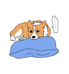 うちのコーギー（かわいい）（個別スタンプ：1）