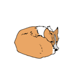うちのコーギー（かわいい）（個別スタンプ：16）