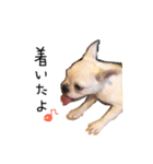 ベルのベー(幼少期)（個別スタンプ：5）