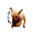 ベルのベー(幼少期)（個別スタンプ：6）
