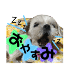 **マルシーズーの日常stamp**（個別スタンプ：2）
