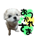 **マルシーズーの日常stamp**（個別スタンプ：3）