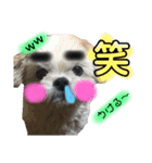 **マルシーズーの日常stamp**（個別スタンプ：4）