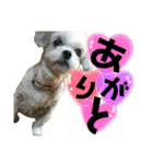 **マルシーズーの日常stamp**（個別スタンプ：5）