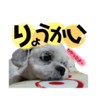 **マルシーズーの日常stamp**（個別スタンプ：7）