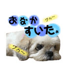 **マルシーズーの日常stamp**（個別スタンプ：8）