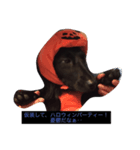 ブラックソリッド（個別スタンプ：1）