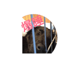ブラックソリッド（個別スタンプ：4）