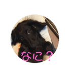 ブラックソリッド（個別スタンプ：5）