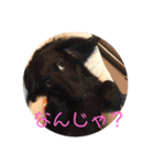 ブラックソリッド（個別スタンプ：7）