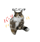 フレンチねこシピ（個別スタンプ：1）