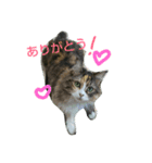 フレンチねこシピ（個別スタンプ：3）