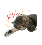 フレンチねこシピ（個別スタンプ：4）