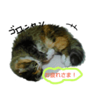 フレンチねこシピ（個別スタンプ：6）