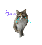 フレンチねこシピ（個別スタンプ：7）