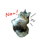 フレンチねこシピ（個別スタンプ：9）