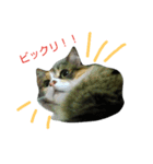 フレンチねこシピ（個別スタンプ：15）