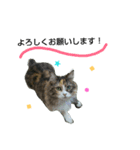 フレンチねこシピ（個別スタンプ：16）