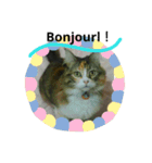 フレンチねこシピ（個別スタンプ：17）