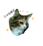 フレンチねこシピ（個別スタンプ：19）