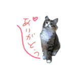 フレンチねこシピ（個別スタンプ：21）