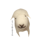 シュールな羊です（個別スタンプ：3）